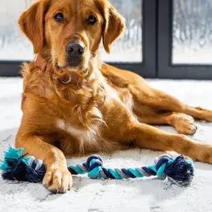 Dog on carpet | Mid-Michigan Floor Coverings