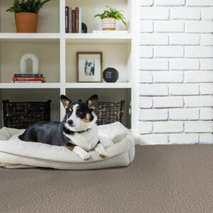Pet friendly carpet floor | Mid-Michigan Floor Coverings