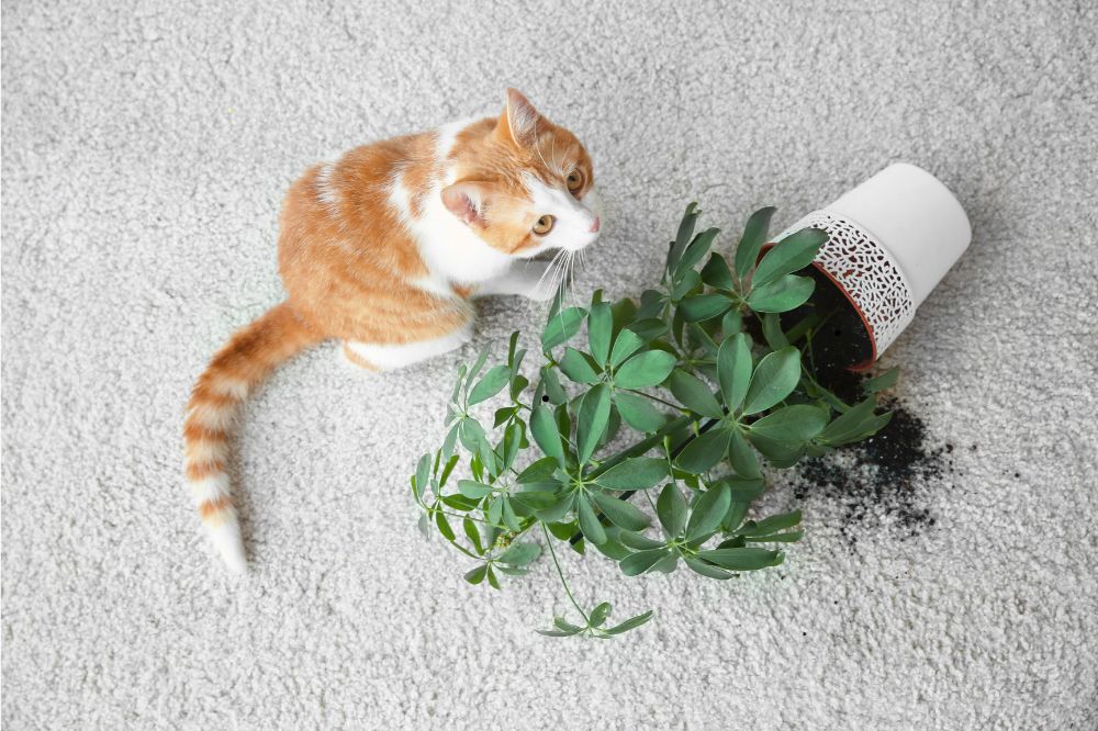 Carpet cleaning | Mid-Michigan Floor Coverings